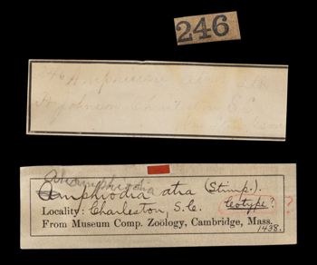 Media type: image;   Invertebrate Zoology OPH-1438 Aspect: labels